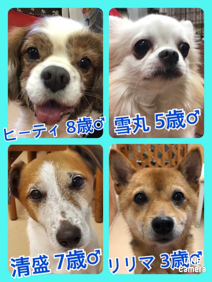 🐾今日の里親様募集中ワンコ🐶メンバーです🐾2020,11,19